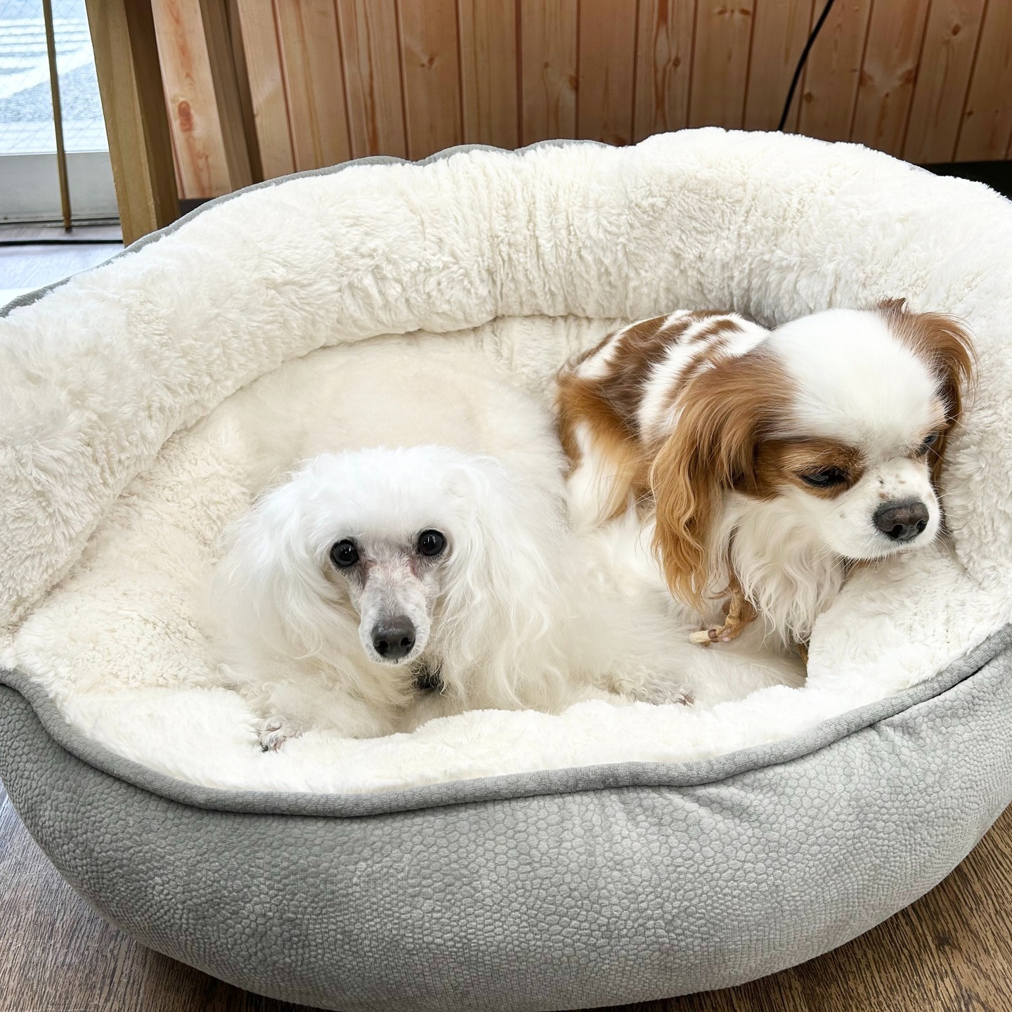 Images たまとポチ 宇津木店