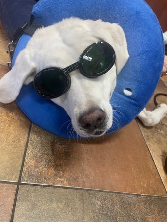 Images KC Animal Hospital &Pet Resort