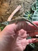 Images Evolution Reptiles