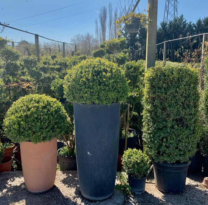 Images Vivaio Masullo Piante