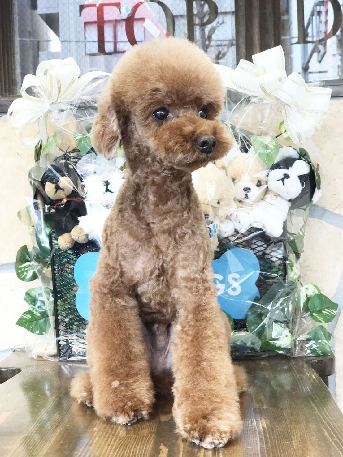 Images TOPDOGS本店 トップドッグス