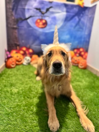 Images VCA Fleming Island Animal Hospital