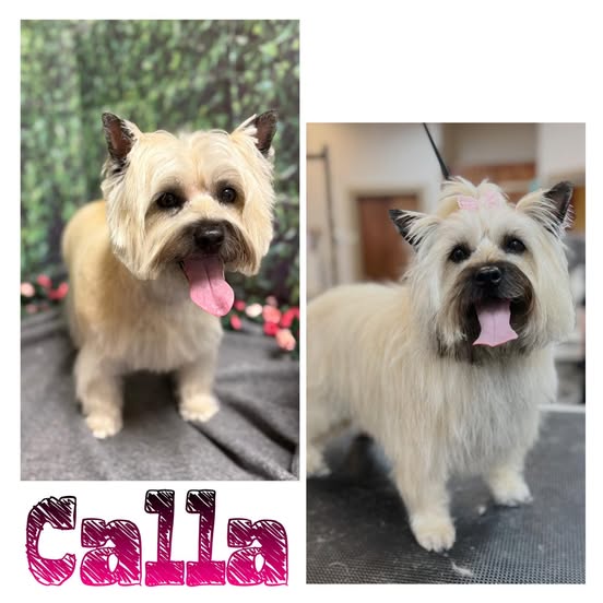 A split image shows a light-colored Cairn Terrier dog. On the left, the dog is in front of a green leafy background with pink flowers. It has its tongue hanging out and its fur is cut short. On the right, the dog is on a grooming table with a leash attached to a harness on its head. It has a pink bow on its head and its fur is longer and more shaggy. The name "Caiia" is written in a stylized font below the left image.