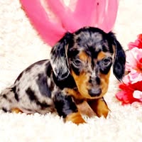 Images Boot's Star Dachshund's LLC