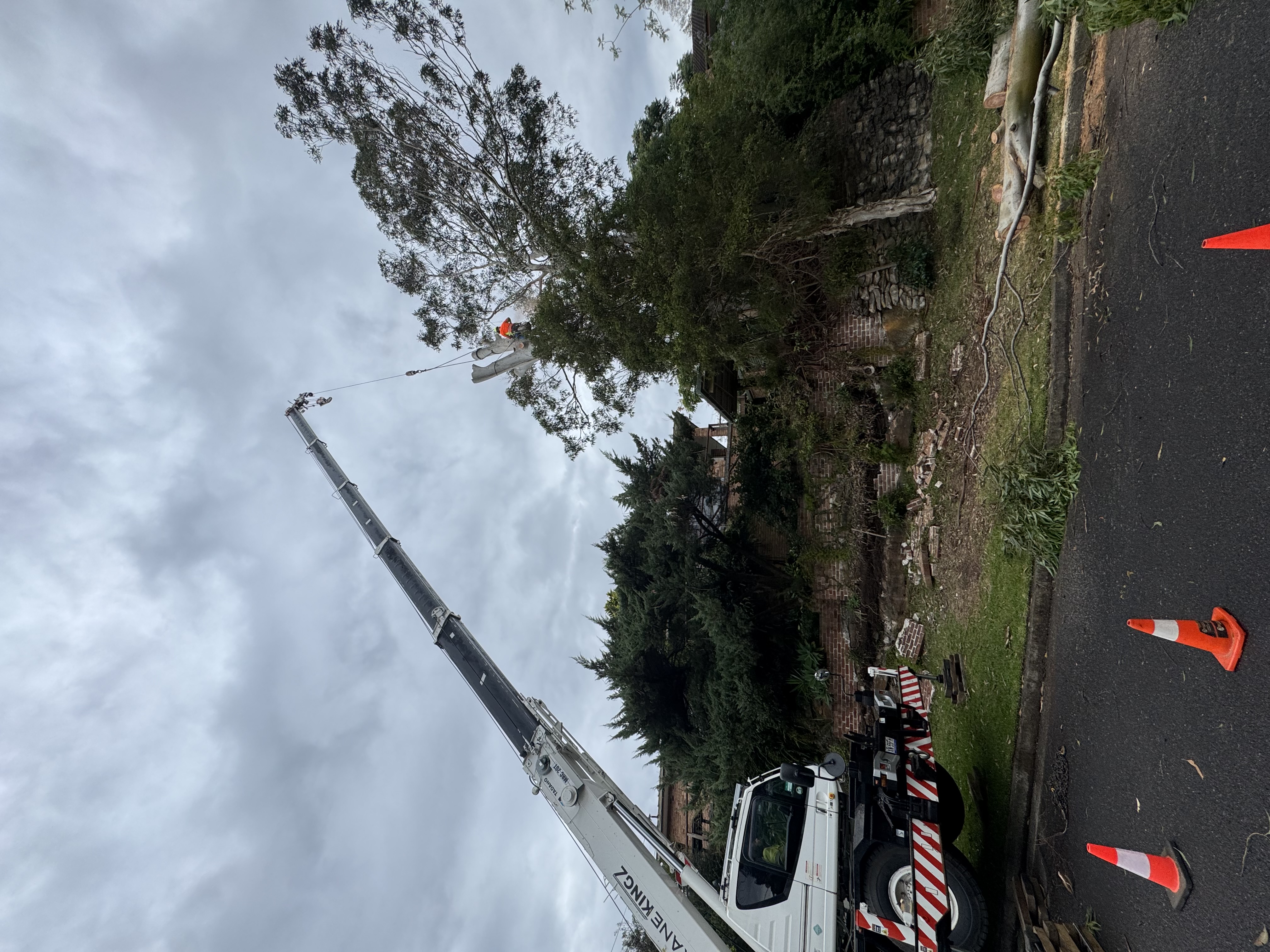 Images Above All Tree Services