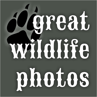 Great Wildlife Photos Logo