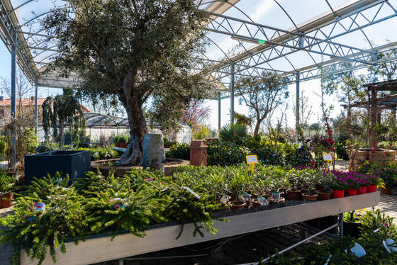 Images Azienda Agricola Florovivaista Toscogarden