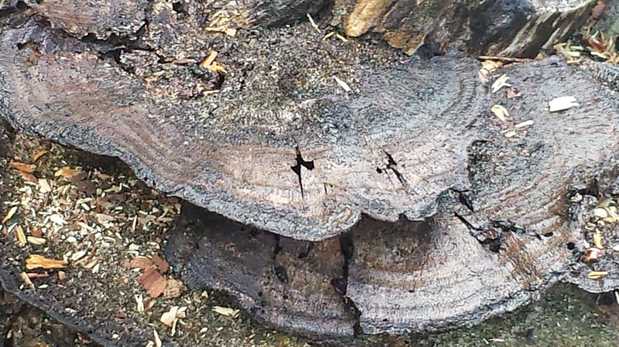 Images TNT Tree Service