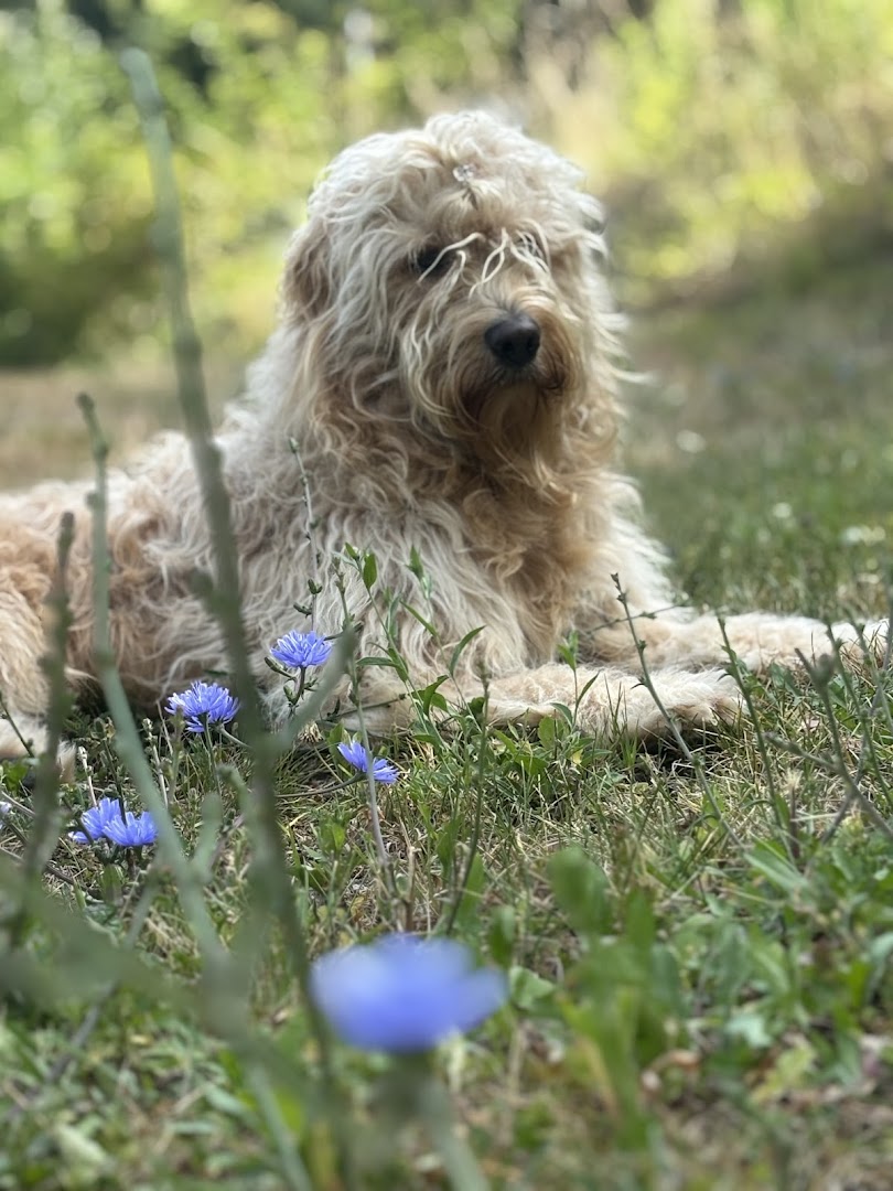 Bild 1 von mel4animal - Melanie Leikam