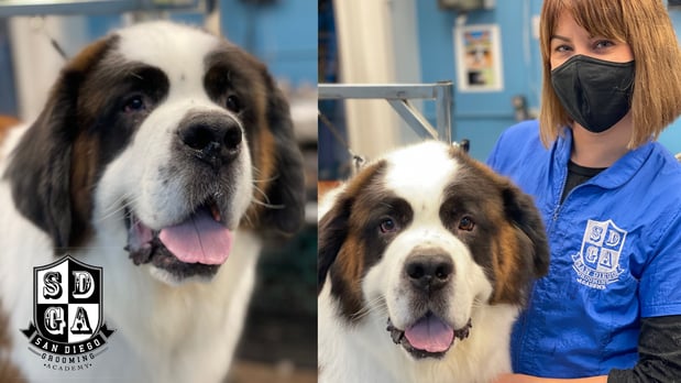 Images San Diego Grooming Academy