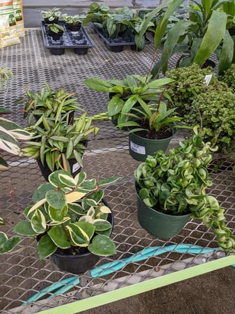 Images Grant Line Garden Center & Nursery