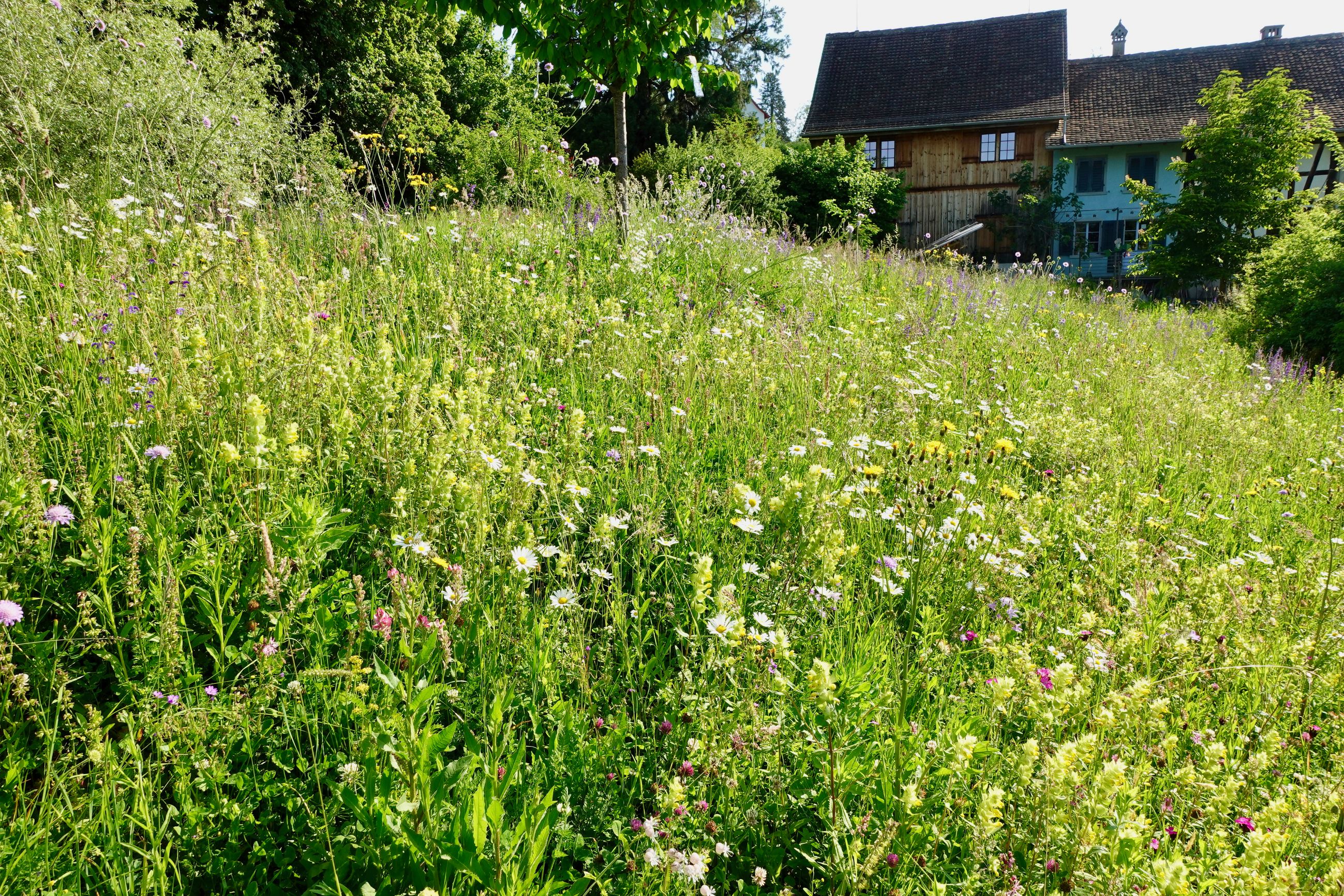 Bilder Wildblumendienst