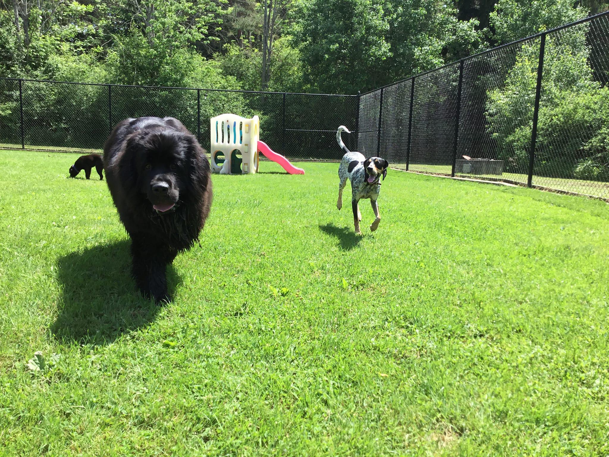 Creature Comforts Pet Resort