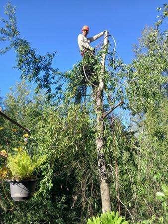 Images California Professional Tree Service