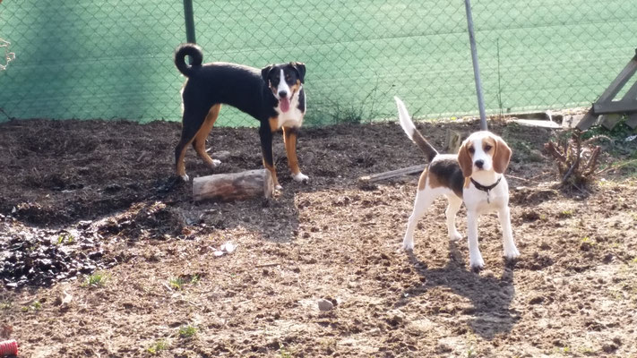 Hundeschule Zürioberland, Ufgäntstrasse 6 in Bubikon