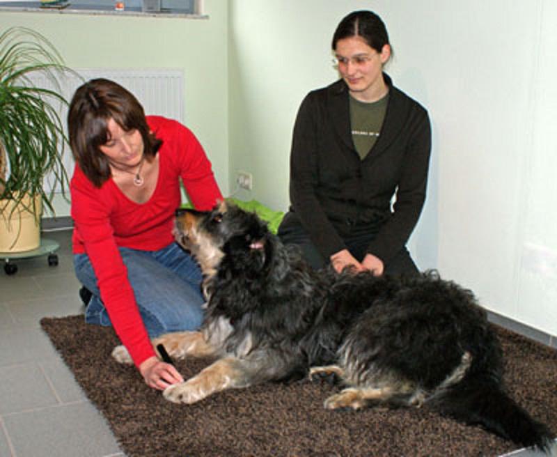 Tierheilpraxis Lingl, Frühlingstraße 2 in Wernberg-Köblitz