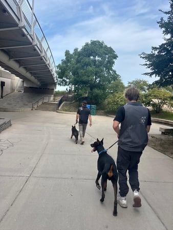 Images Prestige Dog Training