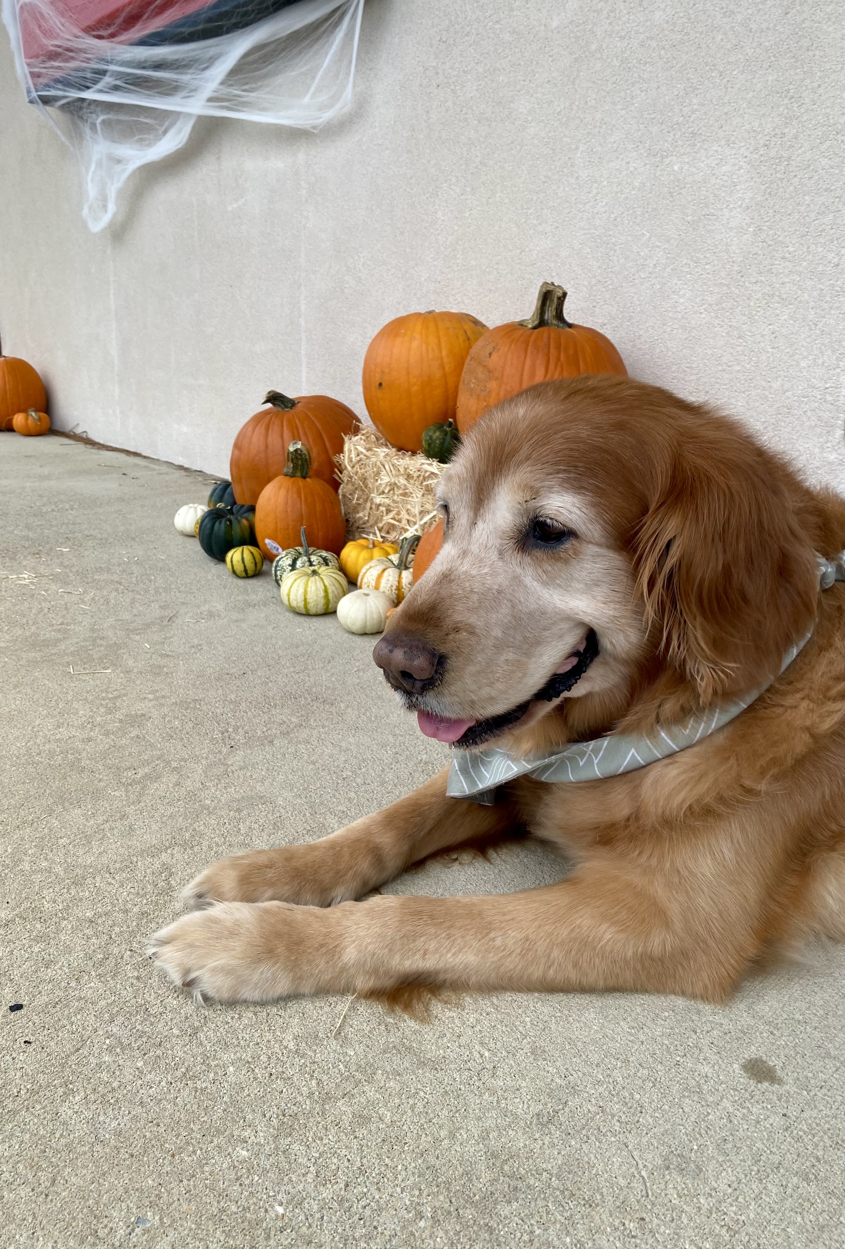 Ace is soaking up the autumn vibes and enjoying the pumpkin decorations!