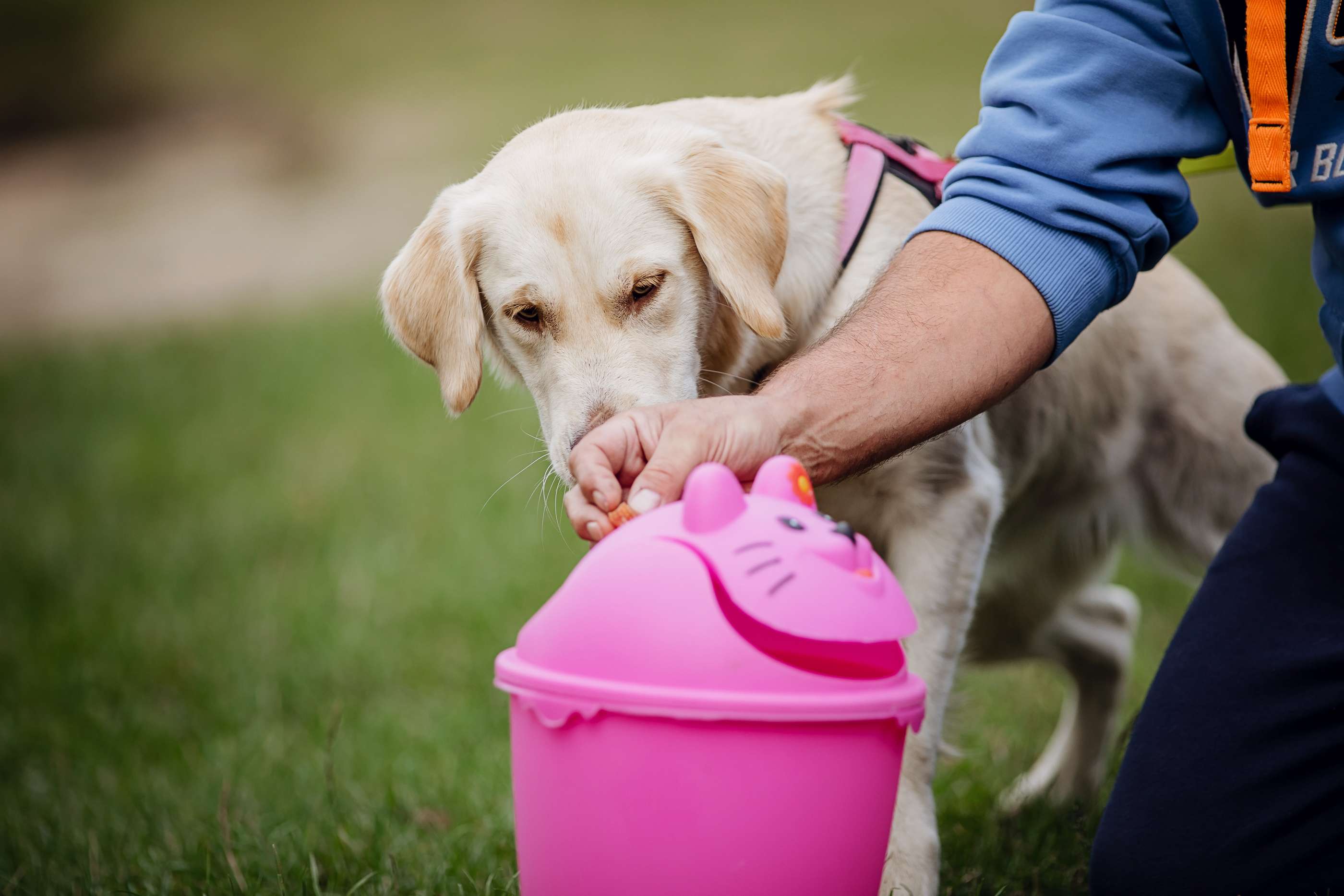 Hundeschule DogGeeks® TonCane: Online & Mobil, Voßbarg 23 in Seevetal