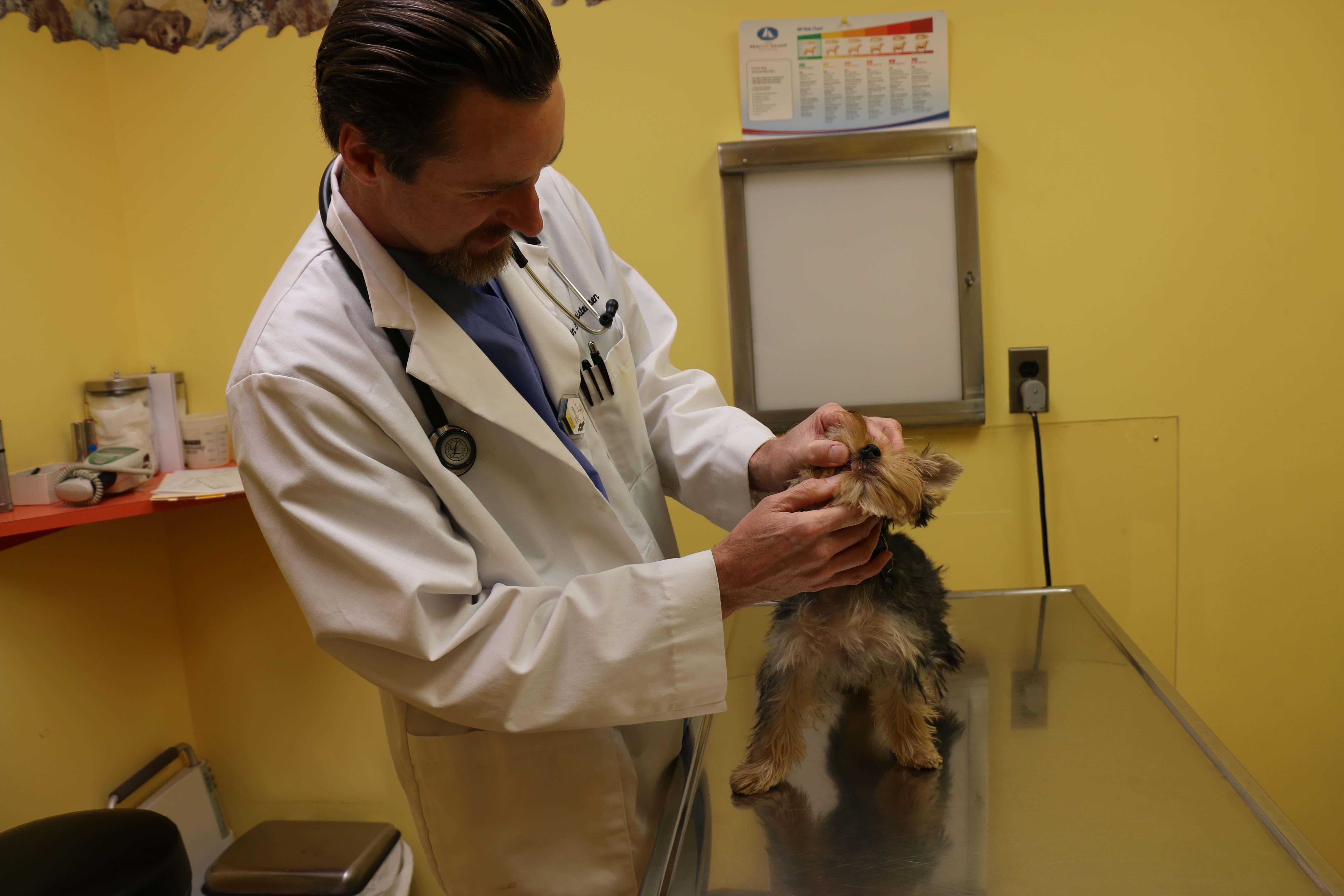 Dr. Christensen takes a peak at a Yorkie’s teeth and gums. Regular dental examinations are critical and a part of every wellness visit at Tranquility.