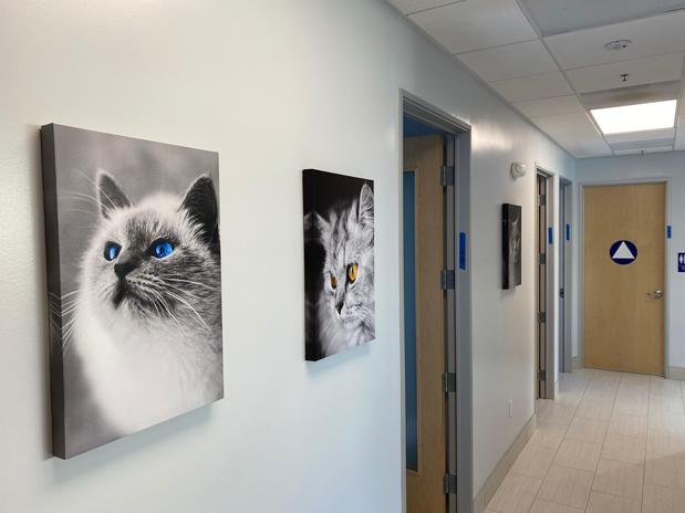Images ARCHVET Emergency Hospital