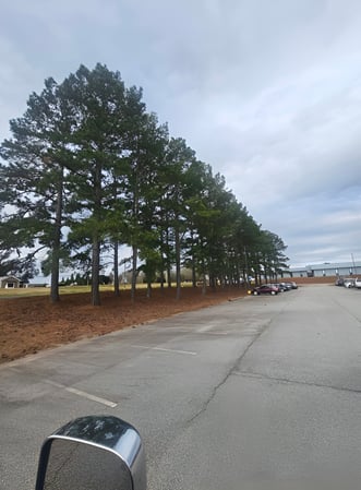 Images Sasquatch Tree Services