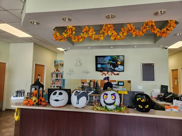 Images VCA Stirling Square Animal Hospital