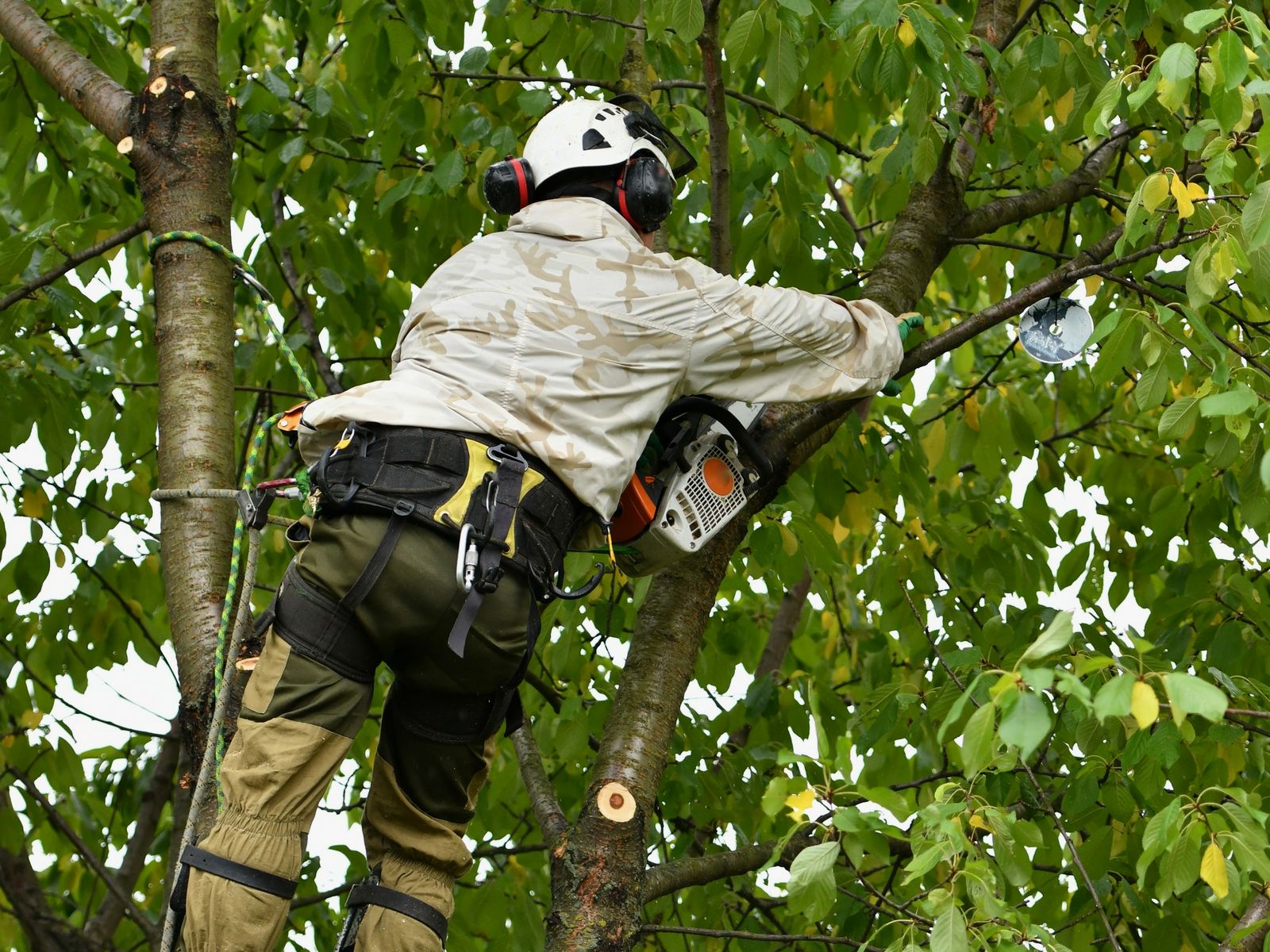 Lamb's Tree & Plant Healthcare