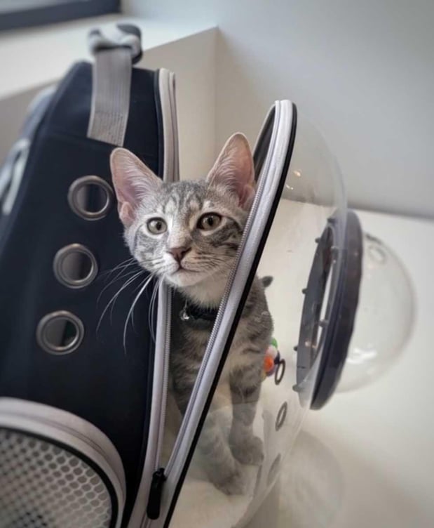 Images Petfolk Veterinary & Urgent Care - Altamonte Springs