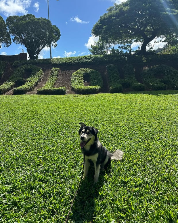 Images Alpha K-9 Dog Training