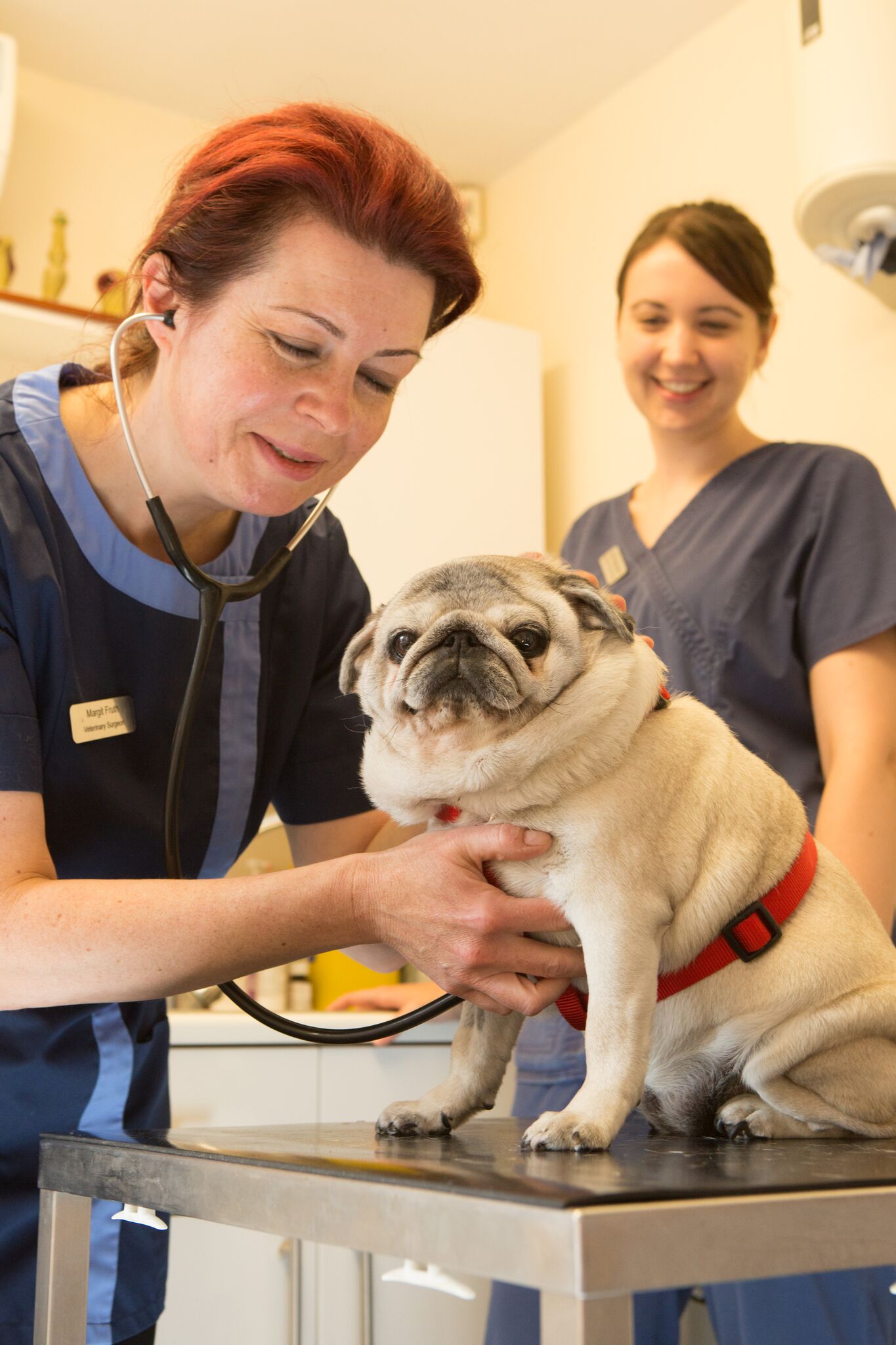 Images The Animal Clinic