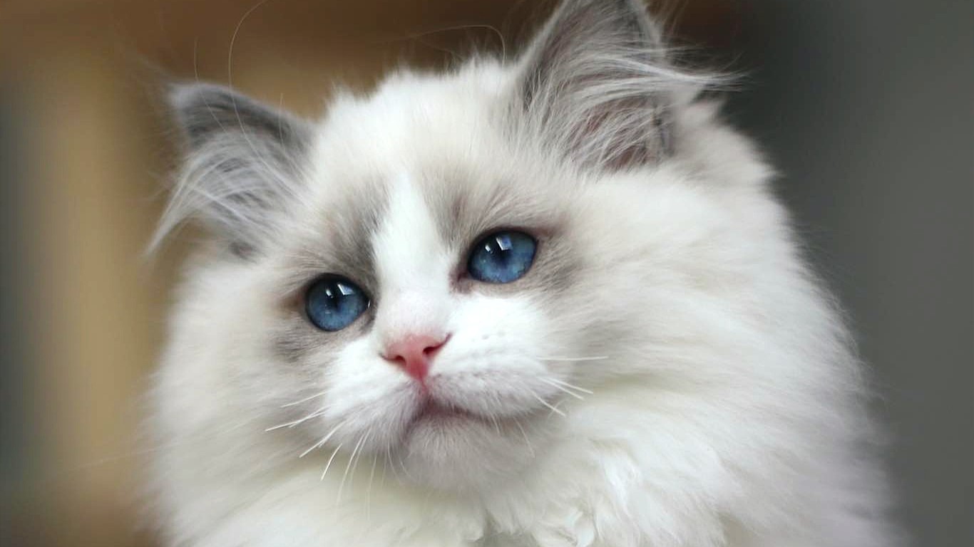 Images Ragdoll RagSweet