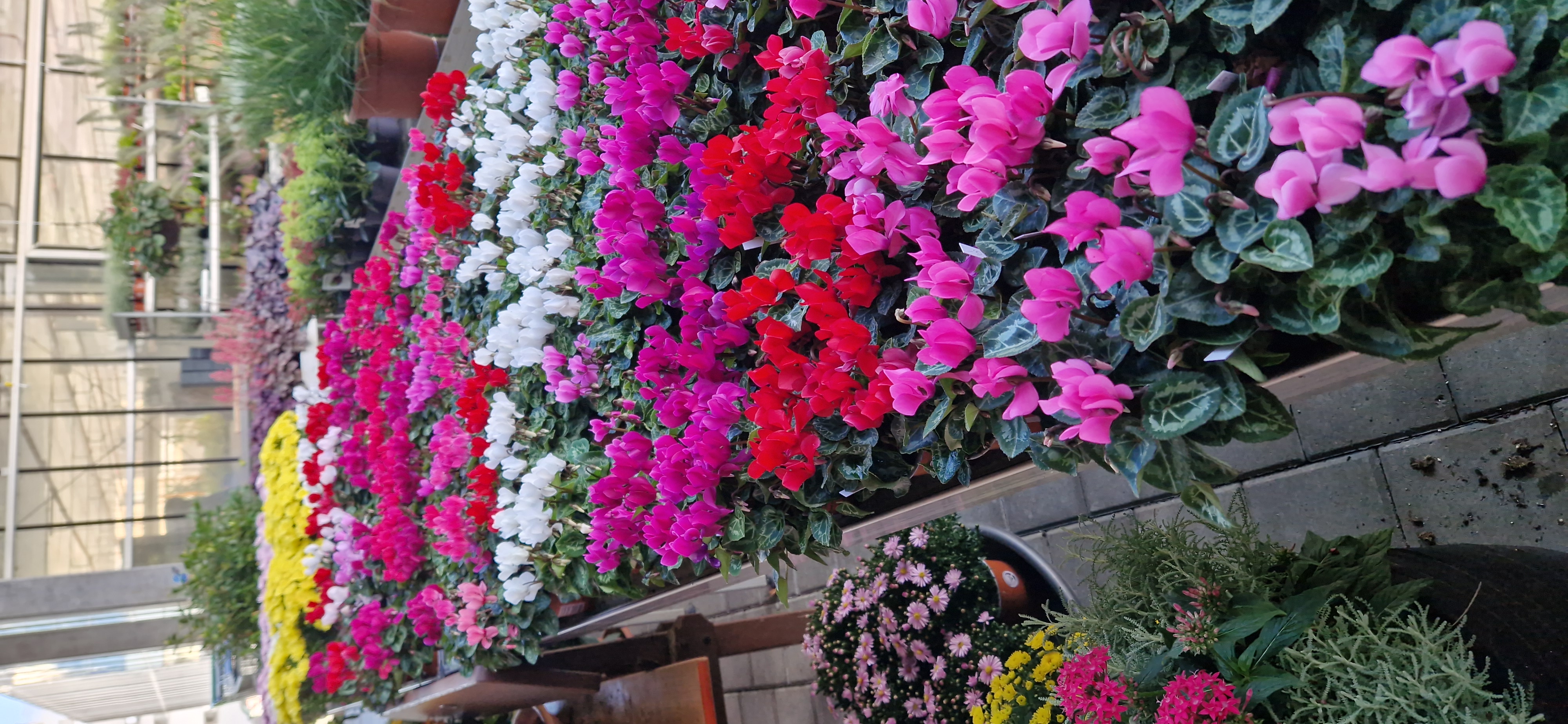 Bilder hollenstein blumengarten ag-Blumenshop-Gärtnerei-Gartenbau-Unterhalt-Grabpflege