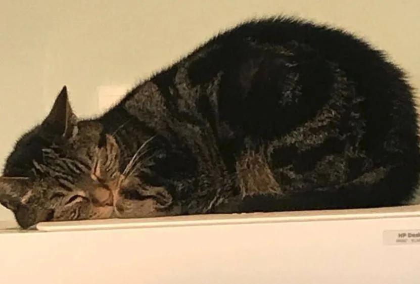 Images Mack's Pet Care