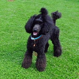 Images たまとポチ 宇津木店