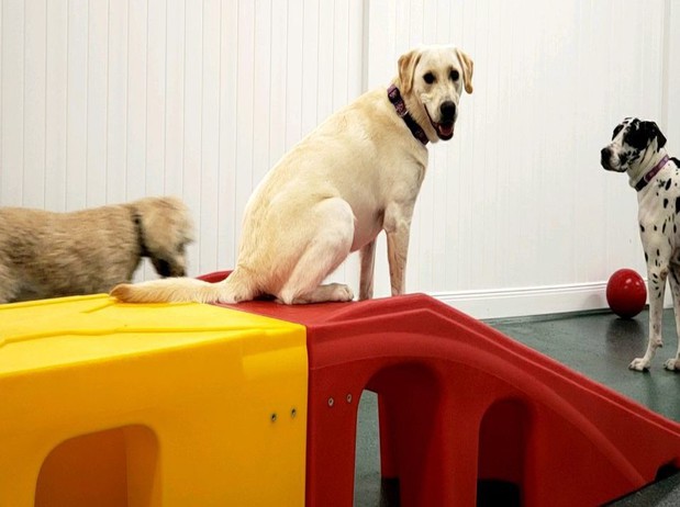 Images Best Friends Pet Hotel