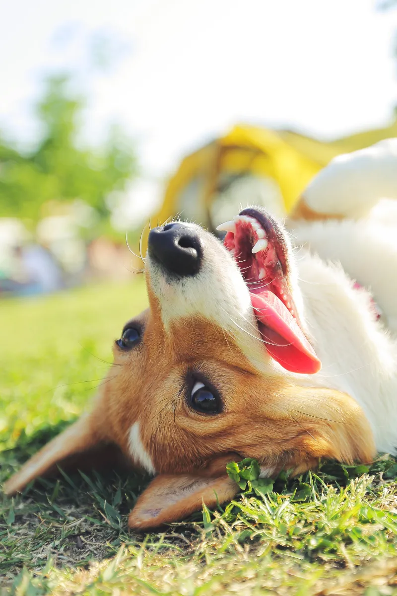 Image of Local Pet Event Sliding Scale Veterinary Clinic @ Sam's - Everett Nearby