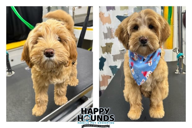 Images Happy Hounds Mobile Pet Grooming