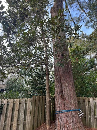 Images A Cut Above Tree Experts