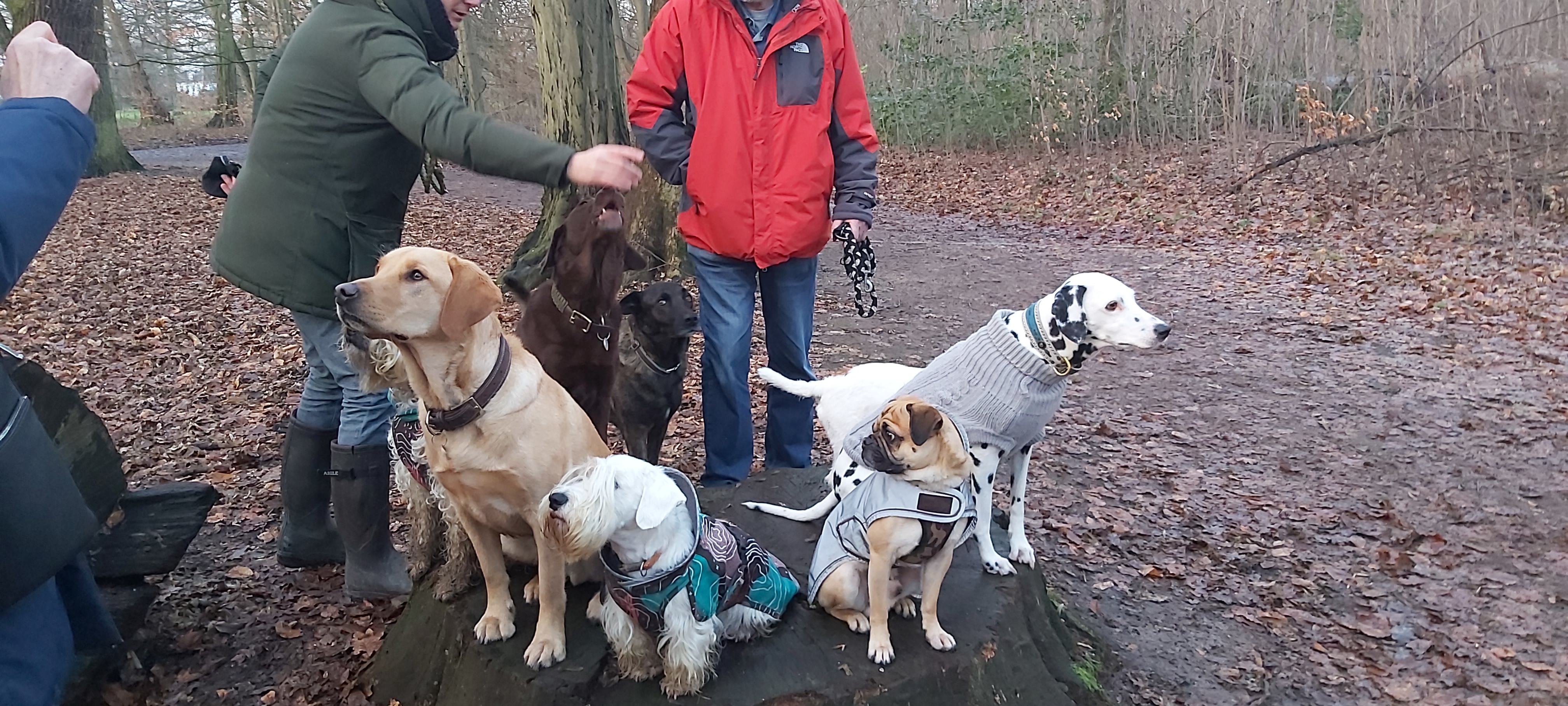 Hundecollege Hamburg, Farnstieg 9 in Hamburg