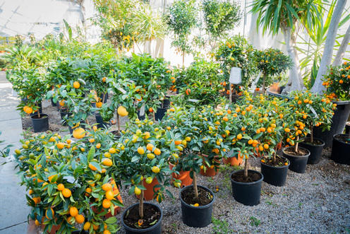 Images Azienda Agricola Florovivaista Toscogarden