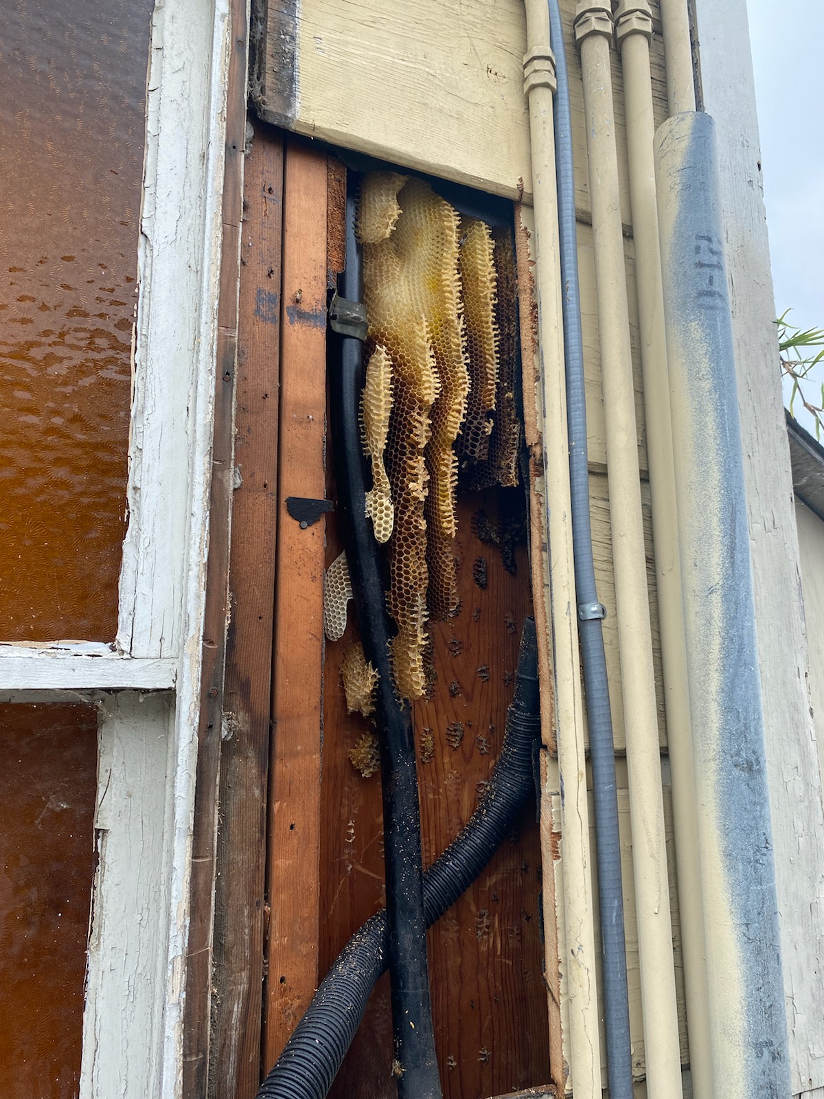 Superior Bee Control - Beehive removal inside wall 