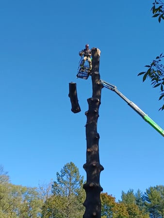 Images Hungry Beaver Tree Service