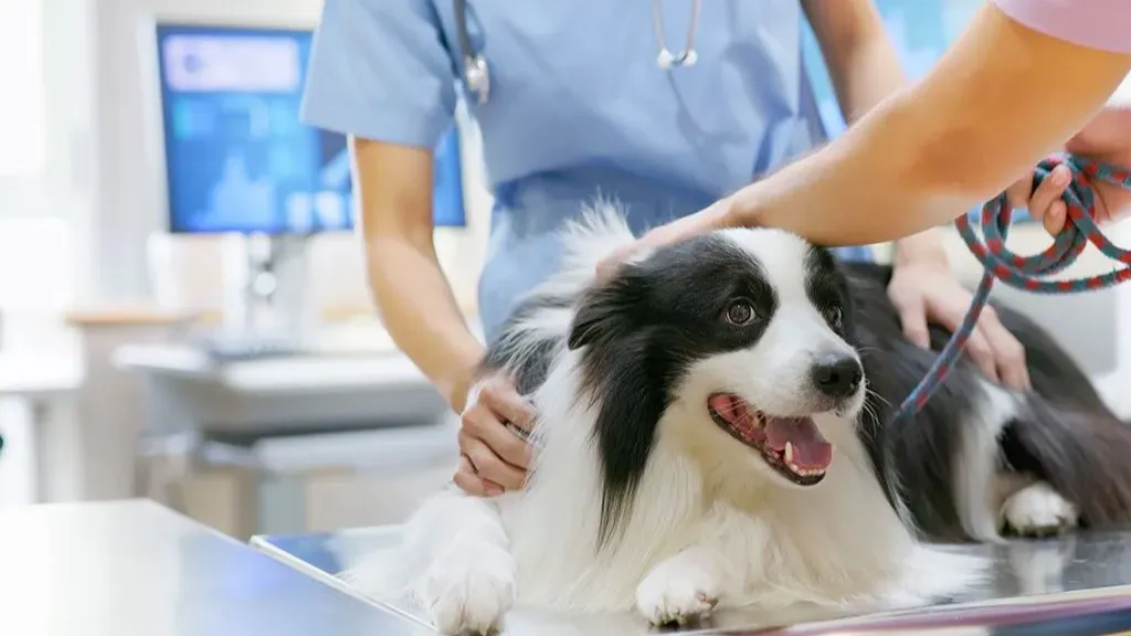 Images Canito Veterinaria