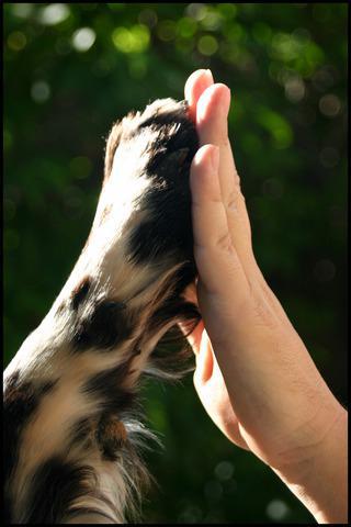 Image 4 | Idyllic Paws Veterinary Care