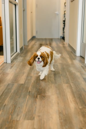 Images PetVet365 Pet Hospital Pittsburgh / South Hills