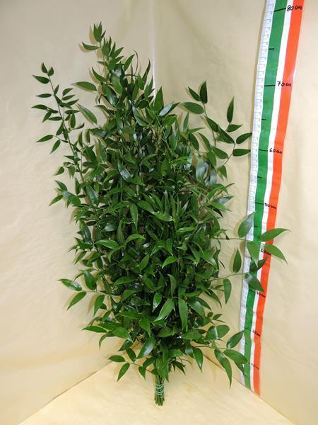 Images Viglietti Sergio - Export Fiori