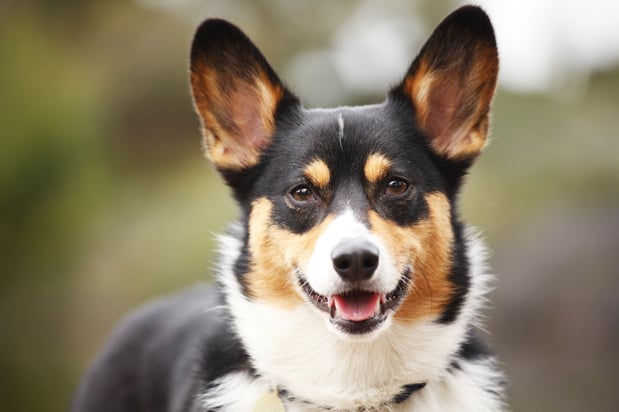 Images Baird's Animal Hospital
