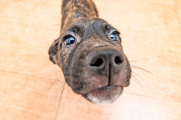 Images VCA Becker Animal Hospital and Pet Resort