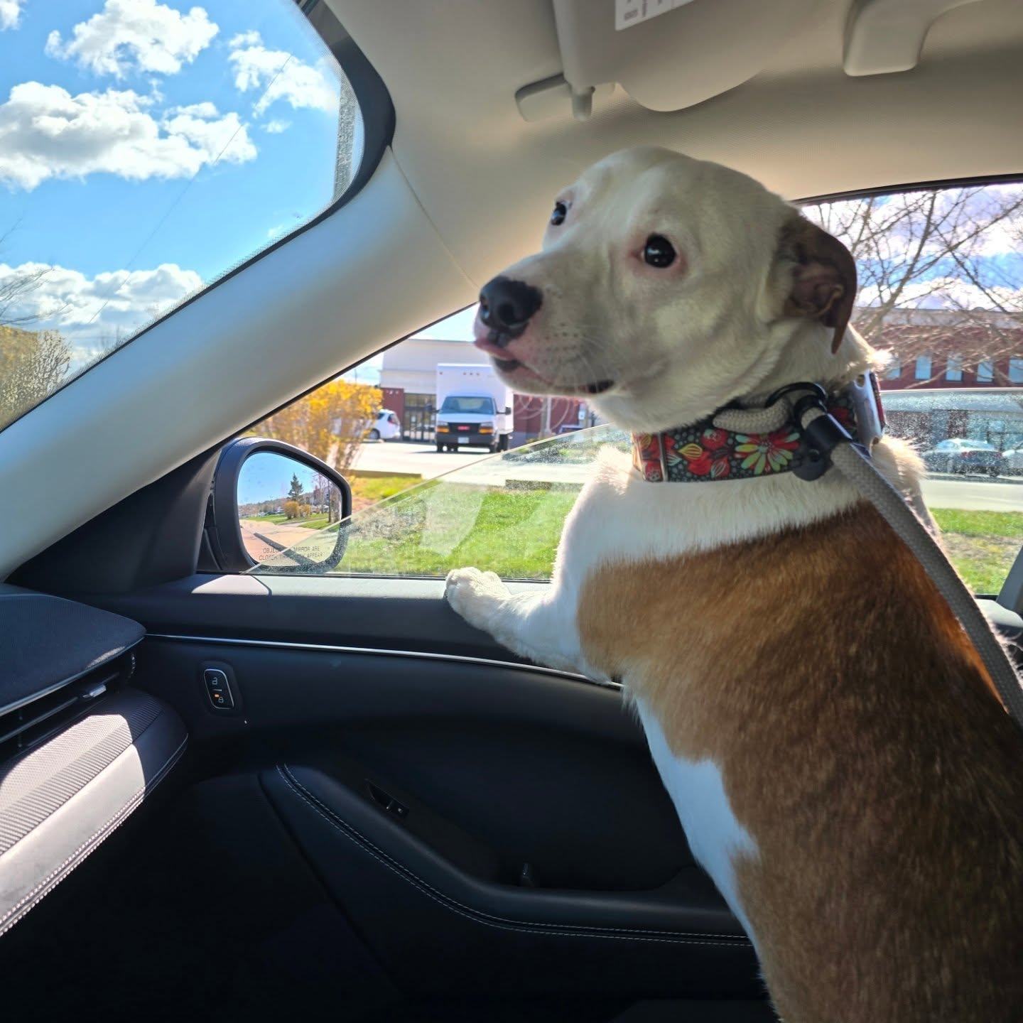 Meet Rico. This handsome 1 year old has been a wonderful companion both in the office and on car rides. He loves everyone he meets and has a sweet, friendly personality to match his good looks. Rico is truly as amazing as he looks and is ready to find his perfect home.